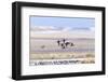 Northern pintail ducks in courtship flight at Freezeout Lake WMA near Fairfield, Montana, USA-Chuck Haney-Framed Photographic Print
