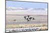 Northern pintail ducks in courtship flight at Freezeout Lake WMA near Fairfield, Montana, USA-Chuck Haney-Mounted Photographic Print