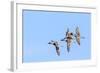 Northern pintail ducks in courtship flight at Freezeout Lake WMA near Fairfield, Montana, USA-Chuck Haney-Framed Photographic Print