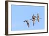 Northern pintail ducks in courtship flight at Freezeout Lake WMA near Fairfield, Montana, USA-Chuck Haney-Framed Photographic Print