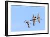 Northern pintail ducks in courtship flight at Freezeout Lake WMA near Fairfield, Montana, USA-Chuck Haney-Framed Photographic Print