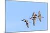 Northern pintail ducks in courtship flight at Freezeout Lake WMA near Fairfield, Montana, USA-Chuck Haney-Mounted Photographic Print