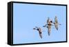 Northern pintail ducks in courtship flight at Freezeout Lake WMA near Fairfield, Montana, USA-Chuck Haney-Framed Stretched Canvas