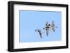 Northern pintail ducks in courtship flight at Freezeout Lake WMA near Fairfield, Montana, USA-Chuck Haney-Framed Photographic Print