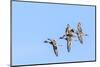 Northern pintail ducks in courtship flight at Freezeout Lake WMA near Fairfield, Montana, USA-Chuck Haney-Mounted Photographic Print