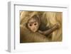 Northern Plains Grey Langur (Semnopithecus Entellus) Baby Holding onto Mother-Mary Mcdonald-Framed Photographic Print