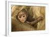 Northern Plains Grey Langur (Semnopithecus Entellus) Baby Holding onto Mother-Mary Mcdonald-Framed Photographic Print