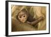 Northern Plains Grey Langur (Semnopithecus Entellus) Baby Holding onto Mother-Mary Mcdonald-Framed Photographic Print