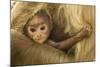 Northern Plains Grey Langur (Semnopithecus Entellus) Baby Holding onto Mother-Mary Mcdonald-Mounted Photographic Print