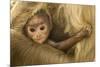 Northern Plains Grey Langur (Semnopithecus Entellus) Baby Holding onto Mother-Mary Mcdonald-Mounted Photographic Print