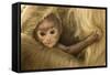 Northern Plains Grey Langur (Semnopithecus Entellus) Baby Holding onto Mother-Mary Mcdonald-Framed Stretched Canvas