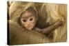 Northern Plains Grey Langur (Semnopithecus Entellus) Baby Holding onto Mother-Mary Mcdonald-Stretched Canvas