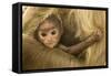 Northern Plains Grey Langur (Semnopithecus Entellus) Baby Holding onto Mother-Mary Mcdonald-Framed Stretched Canvas