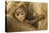 Northern Plains Grey Langur (Semnopithecus Entellus) Baby Holding onto Mother-Mary Mcdonald-Stretched Canvas