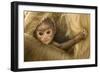 Northern Plains Grey Langur (Semnopithecus Entellus) Baby Holding onto Mother-Mary Mcdonald-Framed Photographic Print