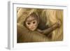 Northern Plains Grey Langur (Semnopithecus Entellus) Baby Holding onto Mother-Mary Mcdonald-Framed Photographic Print