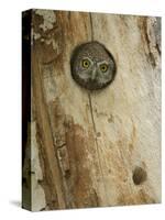 Northern Pygmy Owl, Adult Looking out of Nest Hole in Sycamore Tree, Arizona, USA-Rolf Nussbaumer-Stretched Canvas