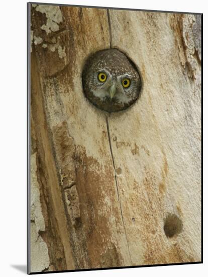 Northern Pygmy Owl, Adult Looking out of Nest Hole in Sycamore Tree, Arizona, USA-Rolf Nussbaumer-Mounted Photographic Print
