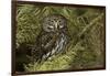 Northern Pygmy Owl, Glaucidium gnoma Montana-Adam Jones-Framed Photographic Print