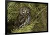 Northern Pygmy Owl, Glaucidium gnoma Montana-Adam Jones-Framed Photographic Print