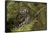 Northern Pygmy Owl, Glaucidium gnoma Montana-Adam Jones-Framed Stretched Canvas