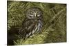 Northern Pygmy Owl, Glaucidium gnoma Montana-Adam Jones-Stretched Canvas