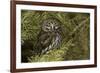 Northern Pygmy Owl, Glaucidium gnoma Montana-Adam Jones-Framed Premium Photographic Print