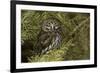 Northern Pygmy Owl, Glaucidium gnoma Montana-Adam Jones-Framed Premium Photographic Print