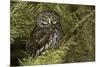 Northern Pygmy Owl, Glaucidium gnoma Montana-Adam Jones-Mounted Premium Photographic Print