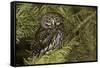 Northern Pygmy Owl, Glaucidium gnoma Montana-Adam Jones-Framed Stretched Canvas