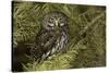 Northern Pygmy Owl, Glaucidium gnoma Montana-Adam Jones-Stretched Canvas