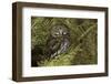 Northern Pygmy Owl, Glaucidium gnoma Montana-Adam Jones-Framed Photographic Print