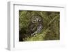 Northern Pygmy Owl, Glaucidium gnoma Montana-Adam Jones-Framed Photographic Print