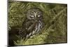 Northern Pygmy Owl, Glaucidium gnoma Montana-Adam Jones-Mounted Photographic Print