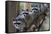 Northern Raccoon (Procyon Lotor), Group Standing On Branch, Captive-Claudio Contreras-Framed Stretched Canvas