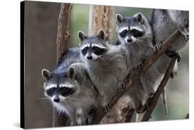 Northern Raccoon (Procyon Lotor), Group Standing On Branch, Captive-Claudio Contreras-Stretched Canvas
