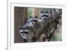 Northern Raccoon (Procyon Lotor), Group Standing On Branch, Captive-Claudio Contreras-Framed Photographic Print