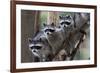 Northern Raccoon (Procyon Lotor), Group Standing On Branch, Captive-Claudio Contreras-Framed Photographic Print