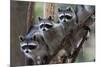 Northern Raccoon (Procyon Lotor), Group Standing On Branch, Captive-Claudio Contreras-Mounted Photographic Print