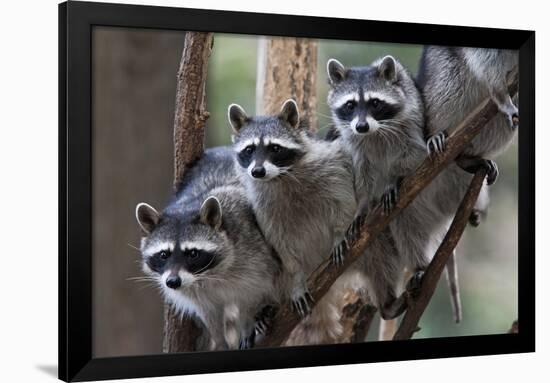 Northern Raccoon (Procyon Lotor), Group Standing On Branch, Captive-Claudio Contreras-Framed Photographic Print