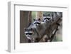 Northern Raccoon (Procyon Lotor), Group Standing On Branch, Captive-Claudio Contreras-Framed Photographic Print