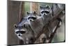 Northern Raccoon (Procyon Lotor), Group Standing On Branch, Captive-Claudio Contreras-Mounted Photographic Print