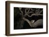 Northern Raccoon (Procyon Lotor)-Rolf Nussbaumer-Framed Photographic Print