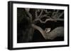 Northern Raccoon (Procyon Lotor)-Rolf Nussbaumer-Framed Photographic Print