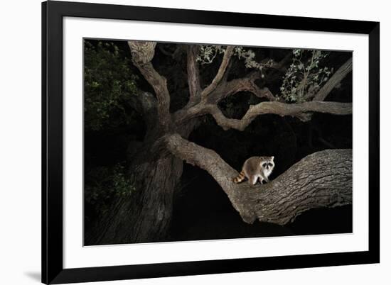 Northern Raccoon (Procyon Lotor)-Rolf Nussbaumer-Framed Photographic Print