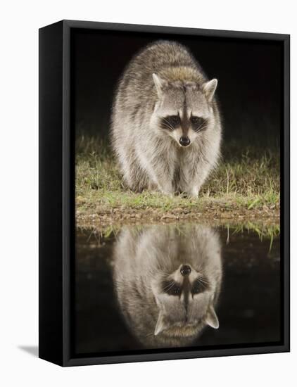Northern Raccoon, Uvalde County, Hill Country, Texas, USA-Rolf Nussbaumer-Framed Stretched Canvas