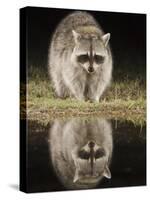 Northern Raccoon, Uvalde County, Hill Country, Texas, USA-Rolf Nussbaumer-Stretched Canvas