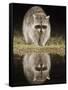 Northern Raccoon, Uvalde County, Hill Country, Texas, USA-Rolf Nussbaumer-Framed Stretched Canvas