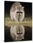 Northern Raccoon, Uvalde County, Hill Country, Texas, USA-Rolf Nussbaumer-Stretched Canvas
