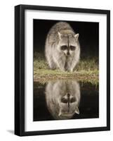 Northern Raccoon, Uvalde County, Hill Country, Texas, USA-Rolf Nussbaumer-Framed Photographic Print